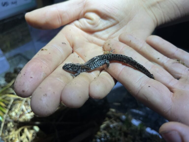 Frosted flatwoods salamander,