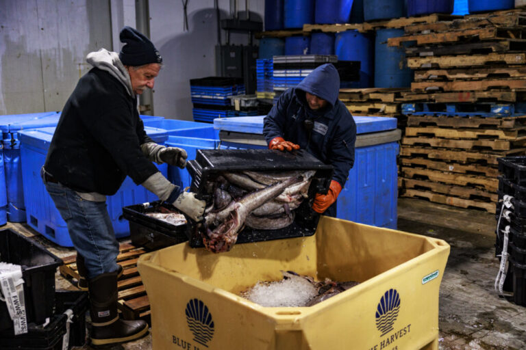 Two men at the Portland Fish Exchange in Portland, Maine, load large silver fish from a black plastic crate into a large yellow plastic tote box.