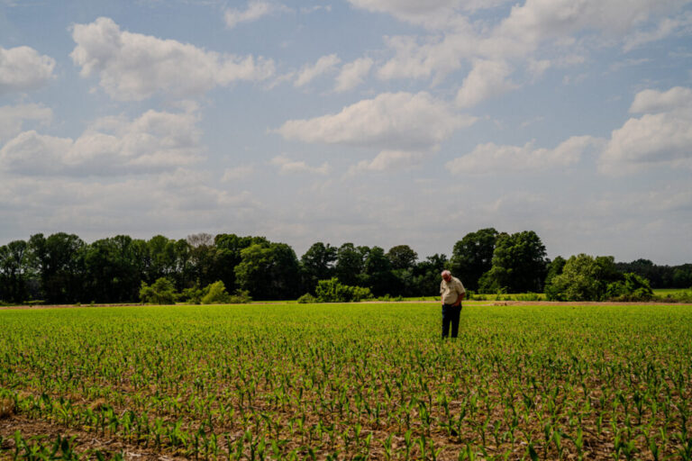 Sledge Taylor, 73, walks his corn fields just outside Como, Mississippi on Friday, April 17, 2026. The corn stalks are currently between vegetative stages known as V3 and V5, normally when Taylor would be applying nitrogen fertilizer. But he said he may not do it this year because of the cost of fertilizer.