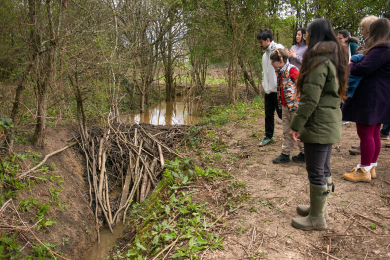 Participants of a guided tour peer over the edge of a stream that beavers have dammed by clustering sticks together.