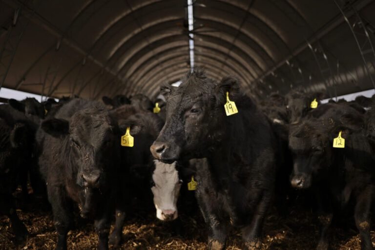 Cows stand in a feed barn at Hallstead Farms in Lexington, Kentucky, in February.