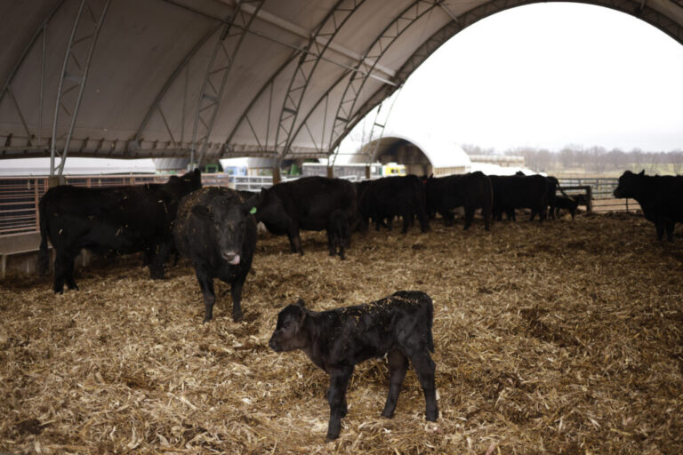 Dark-colored cows, as well as a calf, mill around, standing on hay, under the large arched canopy of a feed barn.