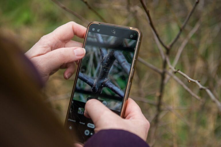 This photo shows a close-up of the screen of a smartphone that's being held by a pair of hands. The person holding the phone is photographing the tiny white eggs of the brown hairstreak butterfly, which are on the branches of a blackthorn.