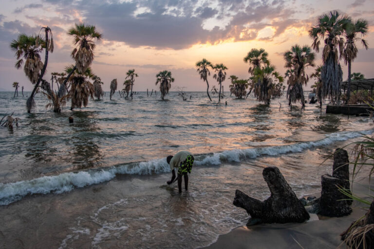 A boy washes his face in the early morning amid submerged palm trees near the village of Eliye Springs on the shore of Lake Turkana in northern Kenya. Over the last few years, water levels have risen dramatically, adding extra strain to lakeside communities already struggling to make ends meet.
