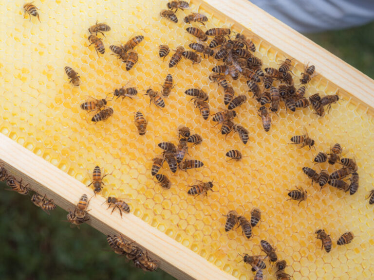 Bees in a hive in San Diego, Calif. Beekeeping has been a practice for thousands of years.