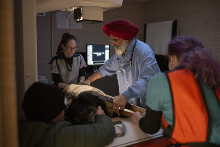 Dr. Sukhbir Singh examines an X-ray for Ranger, a 10-year-old blind dog, owner Abigail Bickerstaff, 30, holds him along with the staff during a visit for stomach issues. Dr. Singh immigrated to the U.S. in 1993 after earning his veterinary and master’s degrees in small animal surgery. For over 25 years, he has served the community of Niles, Ohio, through his clinic, caring for small animals and exotics.