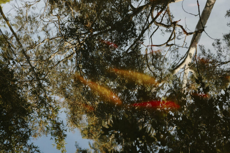 A koi pond reflects the foliage of mature trees at the Japanese garden on the West LA VA campus in Los Angeles.