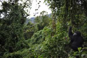 A park famed for rare gorillas gears up to fight Ebola and protect its primates