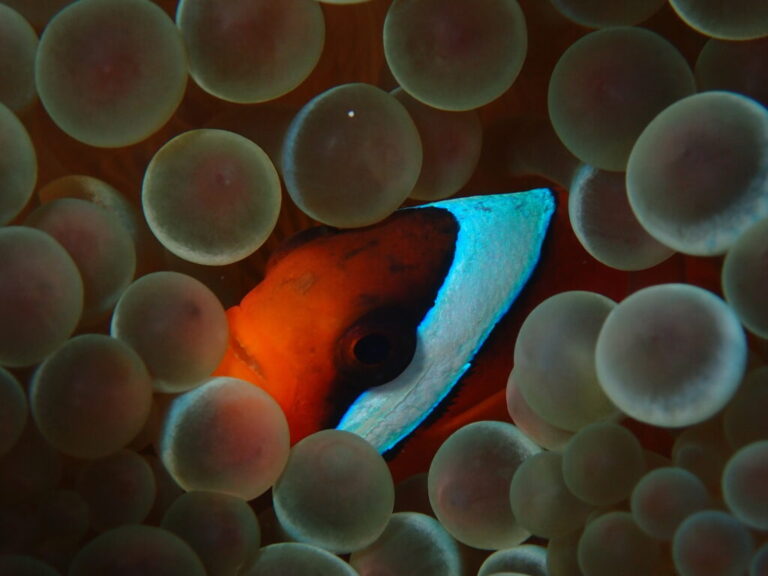 Tomato clownfish, like the one seen here nestled in a sea anemone, lose all but one of their white stripes (the head bar) as they grow up.