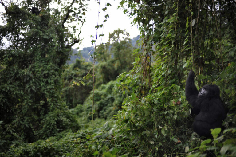 Virunga National Park in the Democratic Republic of Congo is home to several hundred mountain gorillas -- about a third of the population.
