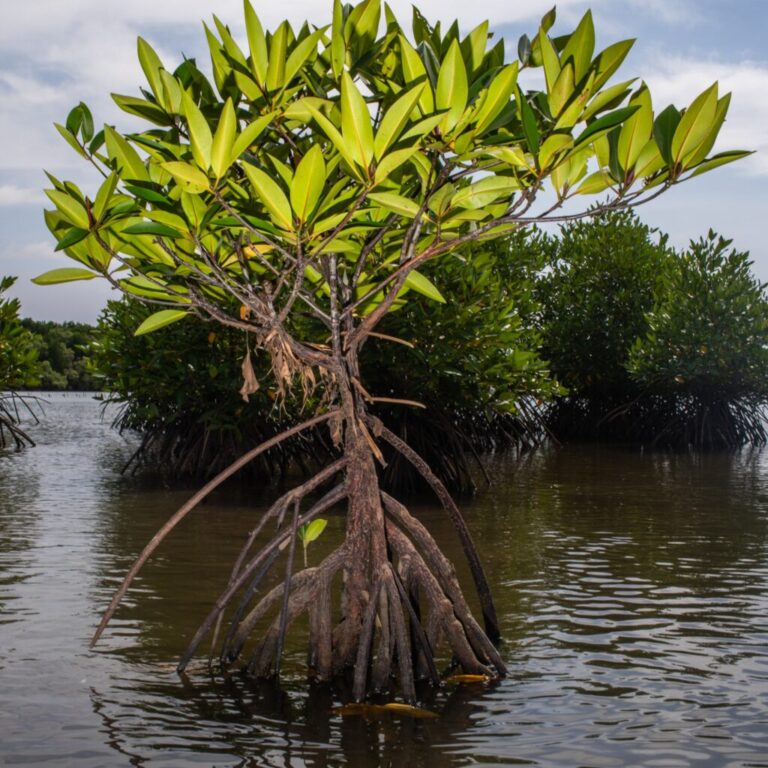 The supertree shielding coastlines and storing carbon