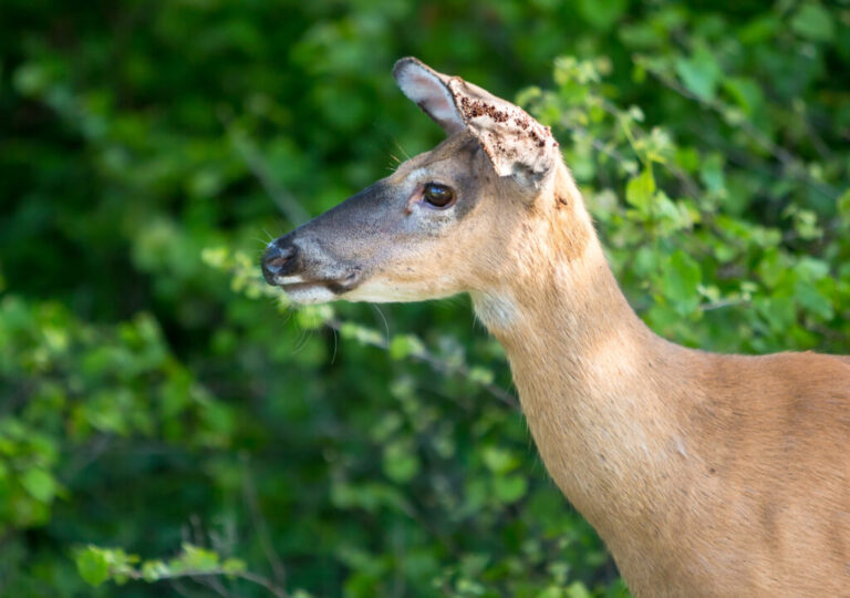 A female white-tailed deer's ears are infested with ticks.