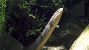Prepare to be baffled by what we don’t know about eels
