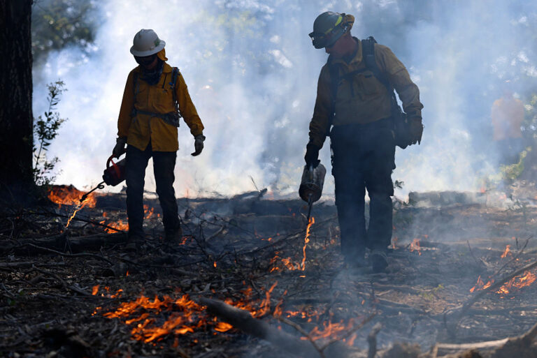 Setting low-grade fires, known as prescribed burns, can help clear out overgrown brush and dead material that fuels more extreme wildfires. In 2025, controlled burning fell by almost half under the Trump administration.