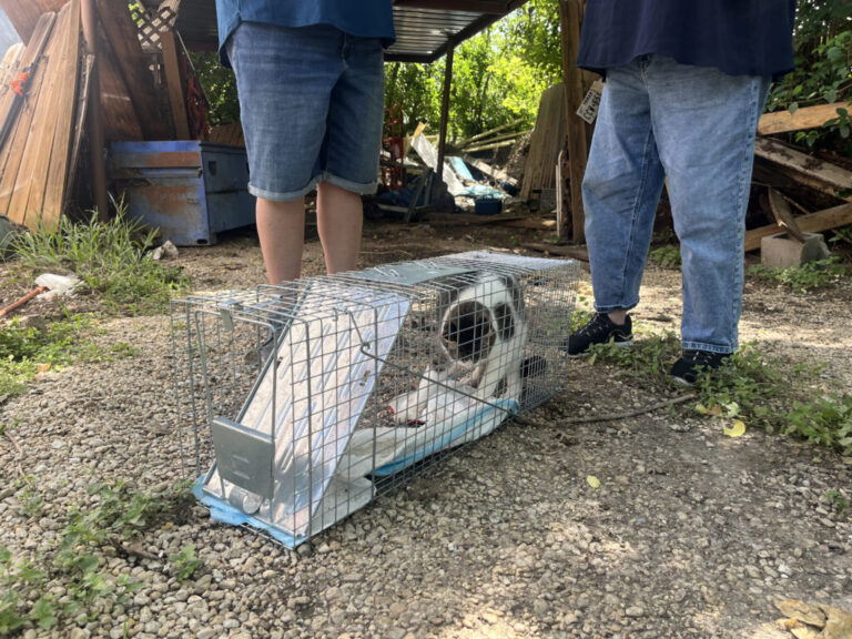 Rambo the cat thrashes in a cat trap near his home in Ingram, Texas on Thursday, July 10. Rambo had been missing for almost a week after the catastrophic flooding in central Texas.