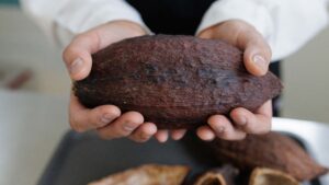 Inside the lab taste-testing the world’s chocolate