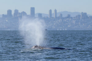 Whales are showing up in San Francisco Bay. New ship alerts could help protect them