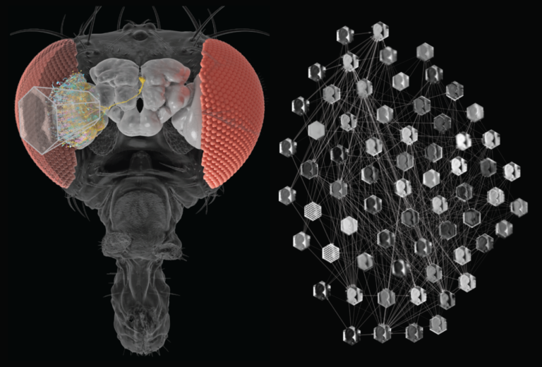 Light enters the compound eye of the fly, causing the photoreceptors to send electrical signals through a complex neural network, enabling the fly to detect motion