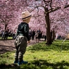 Greener Childhood Associated With Happier Adulthood