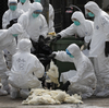 NIH Lifts Ban On Research That Could Make Deadly Viruses Even Worse