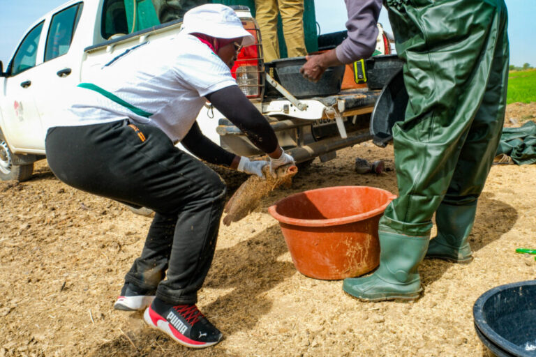 Danaga, Senegal (April 16, 2026) - Momy Seck puts a fish in a bucket that will be placed into a rice fields in northern Senegal in order to eat snails that may carry disease. The fish also fertilize the rice with their excrement, and after the rice is harvested the farmers can sell and eat the fish.