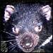 Cancer Could Wipe Out Tasmanian Devils