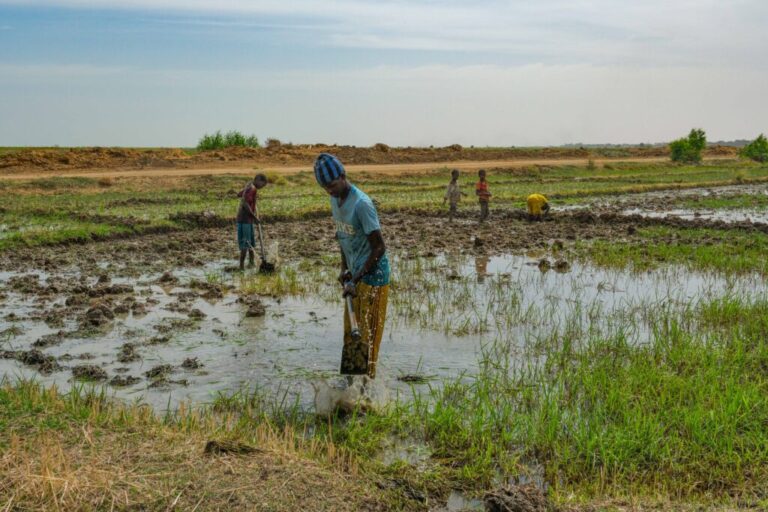 Danaga, Senegal (April 16, 2026) - Farmers till their rice fields in northern Senegal.