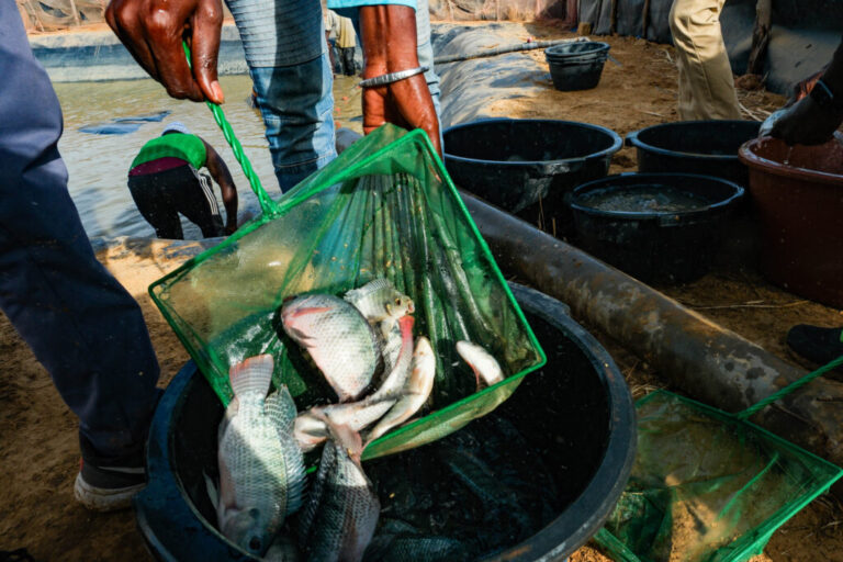 Workers gather fish that are being kept in a basin to then put them in a rice field in the Senegal River valley, where they will fertilize the rice with their excrement. After the rice is harvested the farmers can sell and/or eat the fish.
