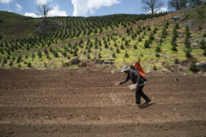 How a fertilizer shortage caused by the Iran war could affect U.S. food prices