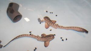 A cooler of eggs and a bold plan to save leopard sharks