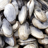 Clam Cancer Spreads Along Eastern Seaboard