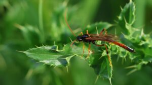 Plot twist: We’re probably way undercounting insects on Earth