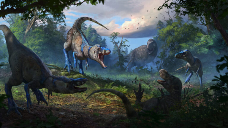 In this illustration, a pack of Nanotyrannus attacks a juvenile T. rex. Scientists say a well-known fossil shows that there was more than one tyrannosaur species roaming the Earth.
