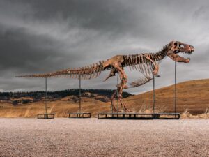 Mystery bidder buys T. rex nicknamed ‘Gus’ for a record $50 million