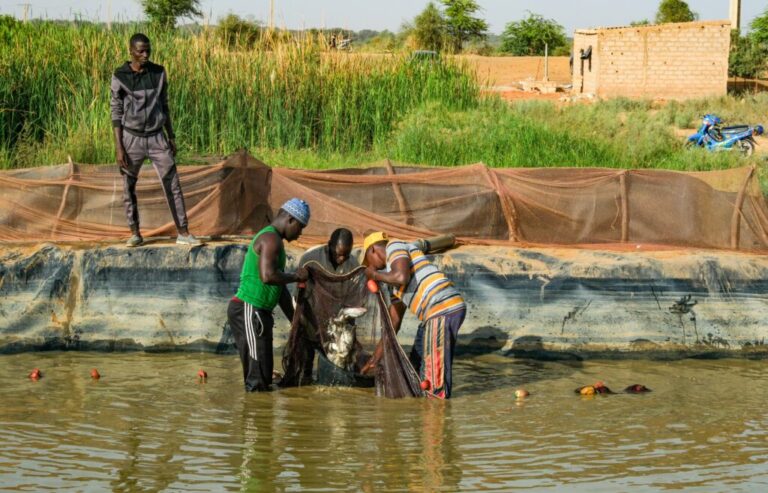 Danaga, Senegal (April 16, 2026) - Workers as part of the Station D’innovation Aquacole (SIA), gather fish that are being kept in a basin to then put them in a rice field in order to eat snails that may carry disease. The fish also fertilize the rice with their excrement, and after the rice is harvested the farmers can sell and eat the fish.