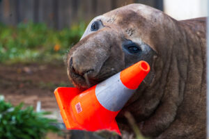 Australian officials ask fans to respect the privacy of Neil, a trouble-making seal