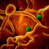 Scientists Debate If It's OK To Make Viruses More Dangerous In The Lab