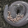 Researchers have found an amphibian that makes milk for its babies