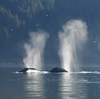 Whales Get A Break As Pandemic Creates Quieter Oceans
