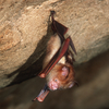 Why The U.S. Government Stopped Funding A Research Project On Bats And Coronaviruses