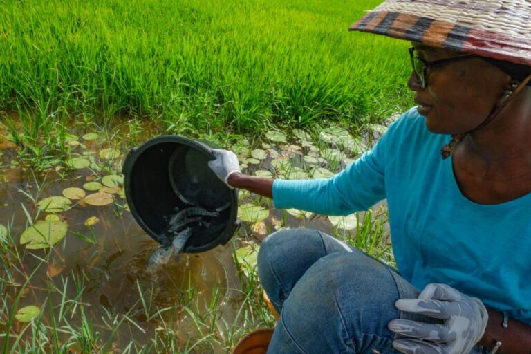 Danaga, Senegal (April 16, 2026) - Ndeye Mbaye as part of the Station D’innovation Aquacole (SIA), releases a fish nto a rice field in order to eat snails that may carry disease. The fish also fertilize the rice with their excrement, and after the rice is harvested the farmers can sell and eat the fish.