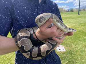 Pythons’ extreme biology may hold clues for treating human disease