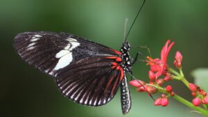 What’s this super-aging butterfly’s longevity secret?