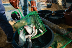 Could fish be a secret ingredient for rice farmers to avoid disease and make more money?