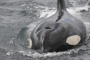 Video: Scientists watch orcas ram a sunfish so hard it explodes