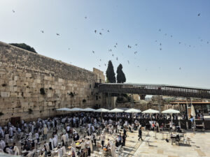An Israeli paraglider tries to save migrating swifts that nest in the Western Wall