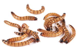 ‘Superworms’ help scientists with a vexing task: Cleaning animal specimens