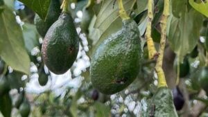 The problem with modern avocados — and the ancient solution