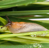 Slug Slime Inspires Scientists To Invent Sticky Surgical Glue
