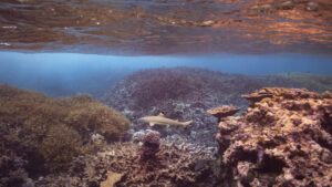 Pacific marine monuments lose environmental protections